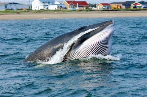 Observation des baleines Golfe du Saint Laurent au Québec Stage