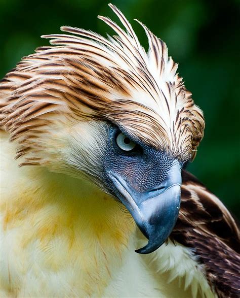 Top 10 Most Largest Birds Species In The World Depth