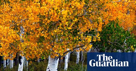 fall colors autumn foliage across north america in pictures community the guardian