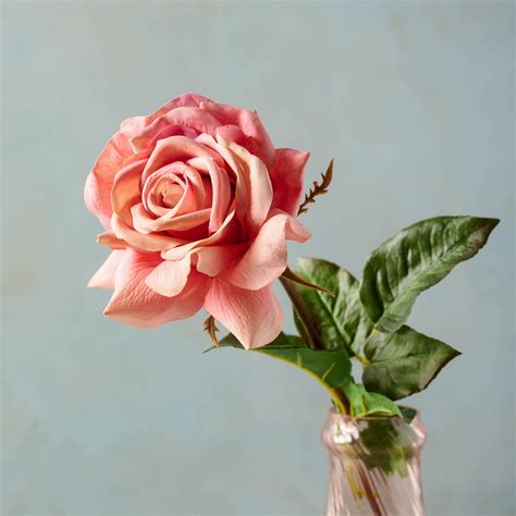 Dutchess Rose - Magnolia