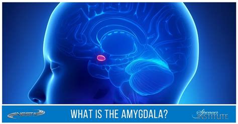Why Is The Amygdala Important Spencer Institute Health Holistic And
