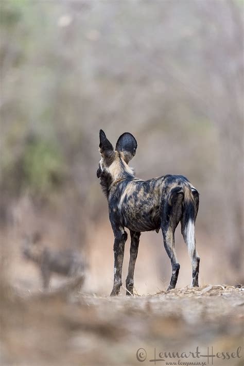 Painted Dogs On The Hunt Lensman Lennart Hessel Photography