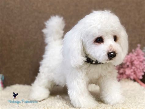 Realistic Toy Puppydog Poodle 13in33 Cm Made To Order Etsy
