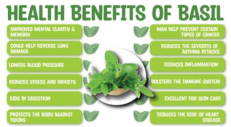 12 Health Benefits Of Basil Or Tulsi