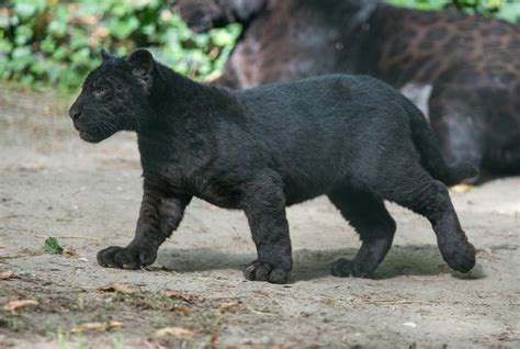 Black Panther Baby Black Panther Cat Black Jaguar