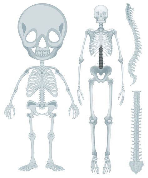 Skeletal System For Human Being 298589 Vector Art At Vecteezy