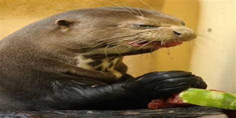 Because otters can't speak, it's hard to confirm what is happening here. An otter eating a watermelon, but really not enjoying it ...