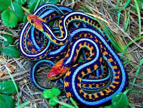 California Garter Snake Colorful Snakes Pet Snake Pretty Snakes