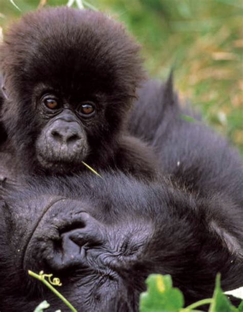 About 7MYA Chimpanzees Gorillas Humans Diverge From A Common