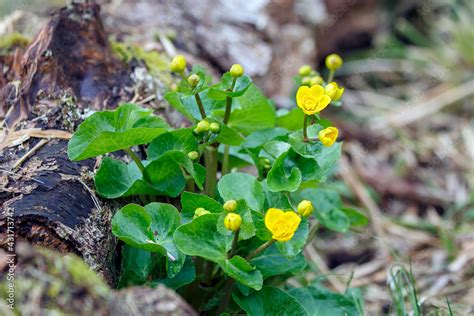 Caltha Palustris Known As Marsh Marigold And Kingcup Is A Small To