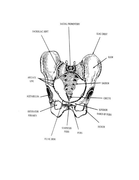 Anatomy Of The Pelvic Girdle Osmosis
