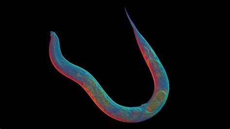 Why Does Sex Exist This Million Year Old Worm Left It All Behind