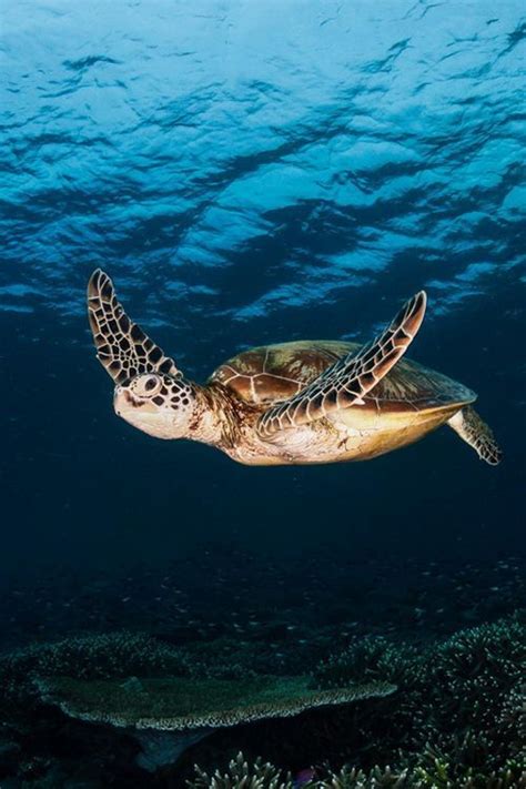pacific green turtle found this loving turtle photo while browsing ocean turtle sea