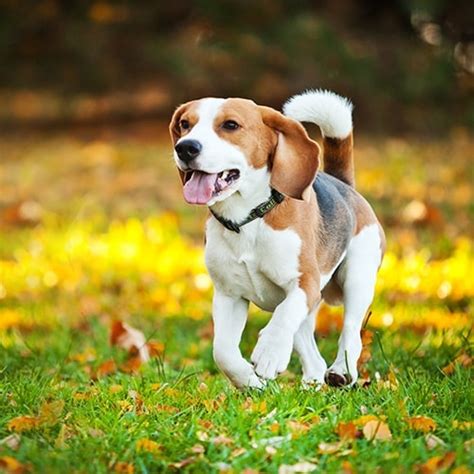 Beagle Dog Breed Information Characteristics