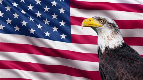 American Eagle With Animated Us Flag Green Screen Video Footage Video