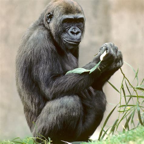 Gorilla Vs Human Size