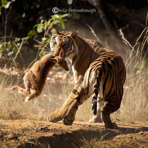 Epicwild On Instagram “wildlifebigcats Bengal Tiger Photo📷chris