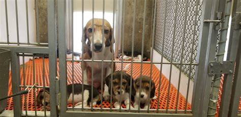 Virginia Lawmakers Pass New Regulations For Controversial Beagle