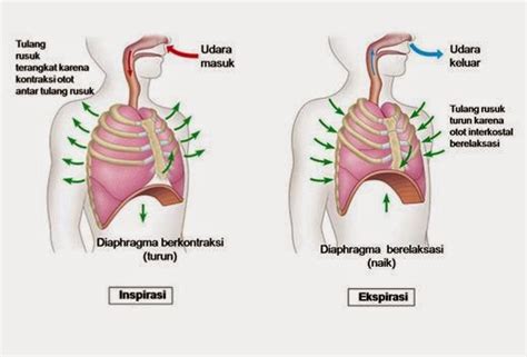 Reflek bernapas ini diatur oleh pusat pernapasan yang terletak di dalam sumsum penyambung (medulla oblongata). Inspirasi dan Ekspirasi | Pustaka Pandani