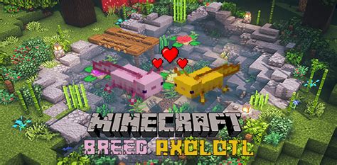 How To Breed Axolotl In Minecraft