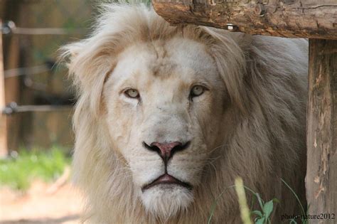 Photographe Animalier Et De Nature Lions Blancs