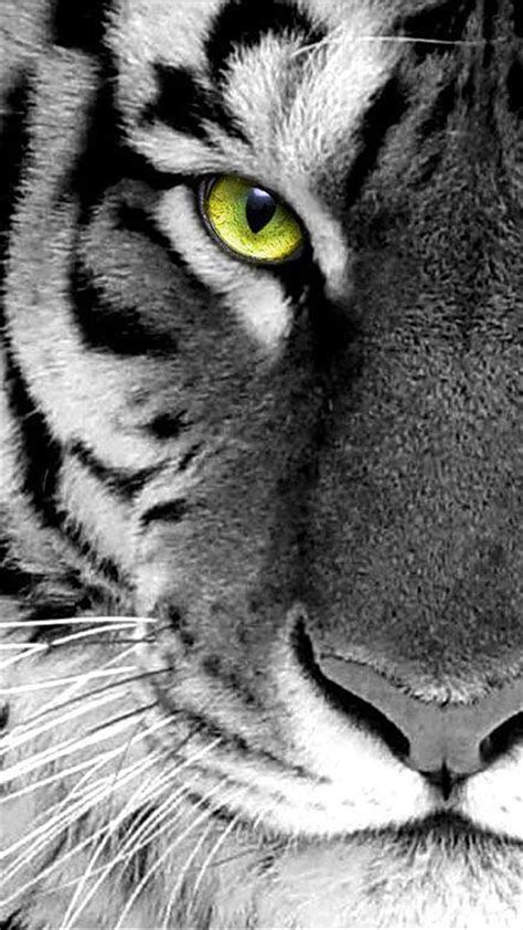 1920x1080px 1080p Free Download Tiger Big Car Black Cat Eye