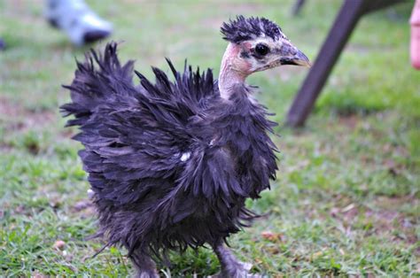 An Unfortunate Chicken The Naked Neck Frizzle Three Chickens And A Boat