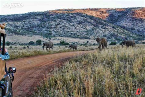 Conheci Viajando Safari No Parque Nacional De Pilanesberg África Do Sul