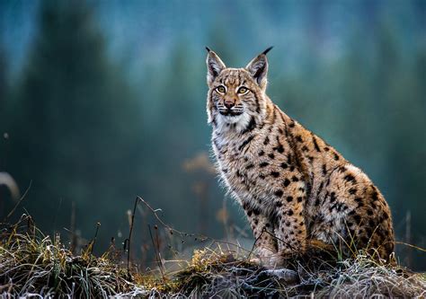 What kind of cat is a lynx? Earth Day question - should Britain reintroduce the lynx?