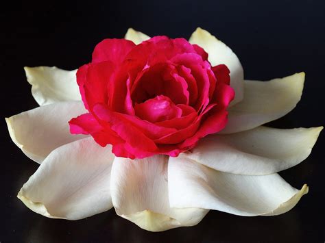 Images Gratuites Blanc Fleur Pétale Rouge Noir Jaune Flore