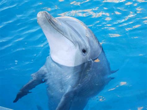 Dolphin Pictures Boostsalo