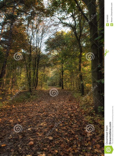 Mysterious Autumn Forest Landscape Stock Photo Image Of Mysterious