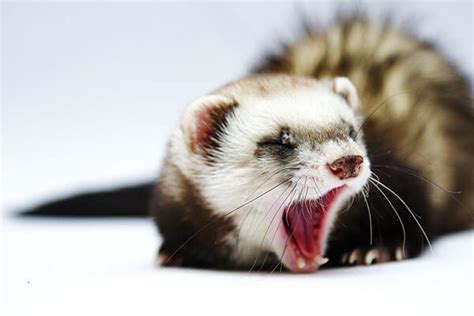 Cute Snapshots Of Yawning Animals