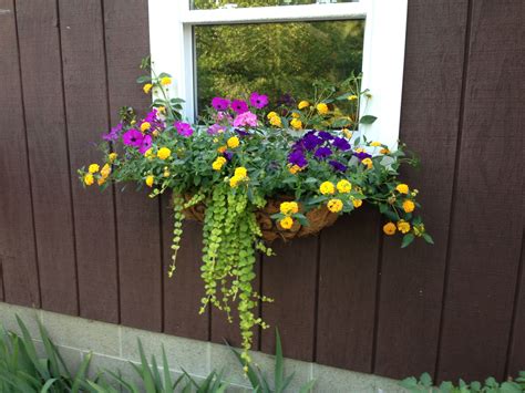 Window Box With Creeping Jenny This Combo Contains New Gold Lantana