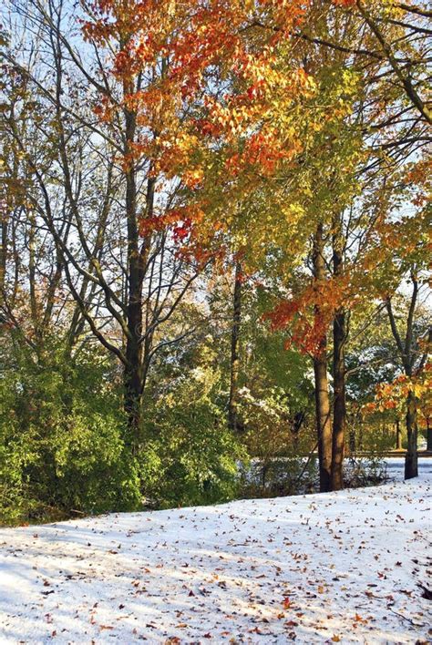 Autumn Leaves On Snow Royalty Free Stock Photo Image 21931615