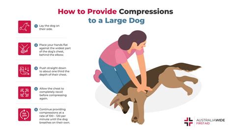 Cpr For Dogs Pet First Aid