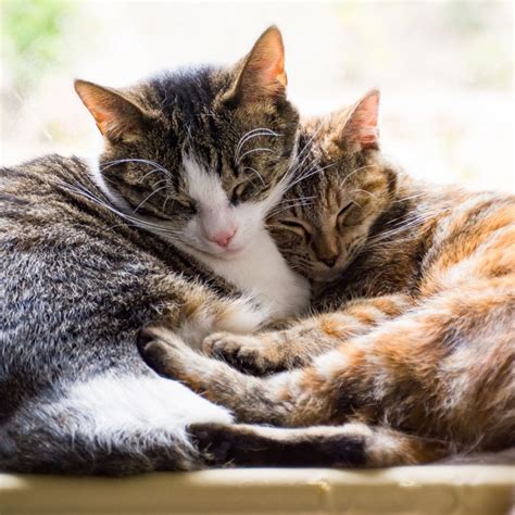 Feline Friends Or Foes How To Know If Your Cats Are Getting Along