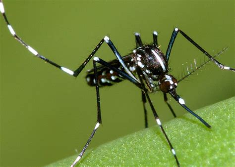 Asian Tiger Mosquitoes That Can Carry Zika Virus Found In Mission Viejo