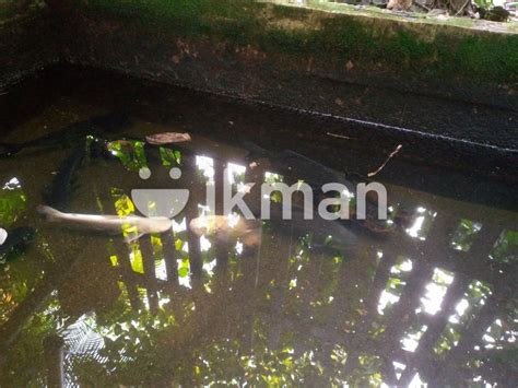 Catfish For Sale In Kurunegala City Ikman