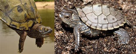 16 Types Of Turtles Found In Tennessee Id Guide Bird Watching Hq