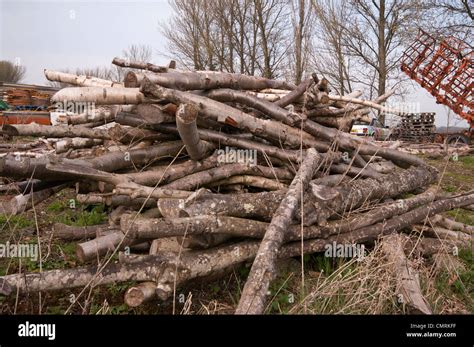 Pile Cut Branches Stack Logs Hi Res Stock Photography And Images Alamy