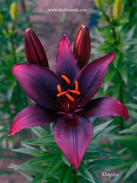 Image Result For Black Lily Exotic Flowers Amazing Flowers Beautiful