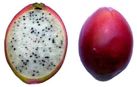 You can harvest the young buds for pickling with tomatoes and yucca buds. Other Gardening & Plants - EXOTIC - PERUVIAN APPLE SEEDS ...