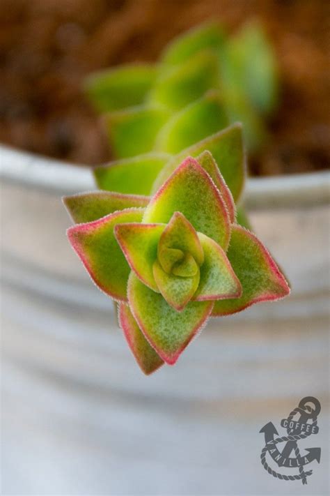 I love succulents and i have two!, the fluffy one is mellow puff while the other spiky one is spider. My Latest Obsession - Succulents & Cacti (Gallery with ...