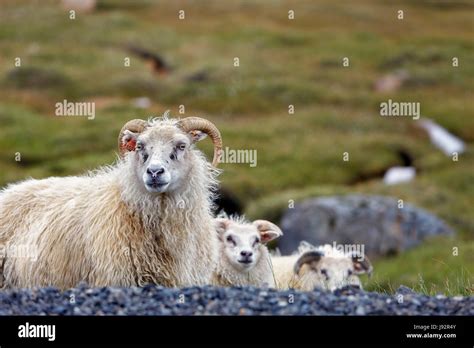 Icelandic Sheep High Resolution Stock Photography And Images Alamy
