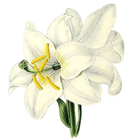 Easter Lilies Flowers Clip Art