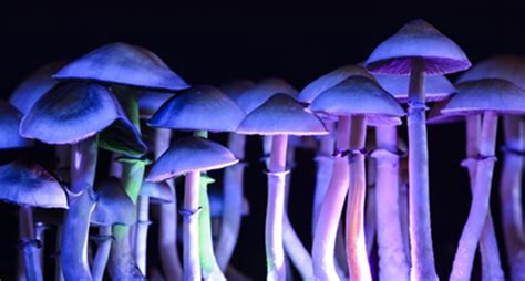 Scientific Shamans Make E Coli Brew Magic Mushroom Hallucinogen