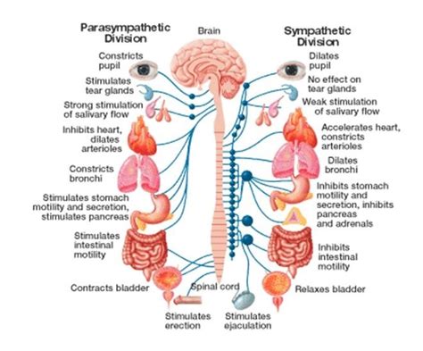 Chemical Transmission In Autonomic Nervous System And Control Of