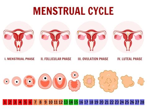 Etapas Femeninas Del Ciclo Menstrual En Vector Vector Premium