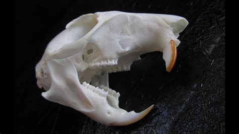 Eastern Fox Squirrel Skull Sciurus Niger Youtube